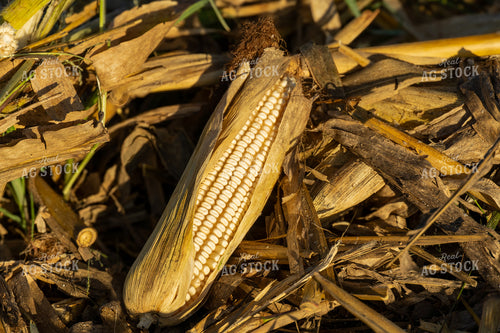 Ear of White Corn 65533
