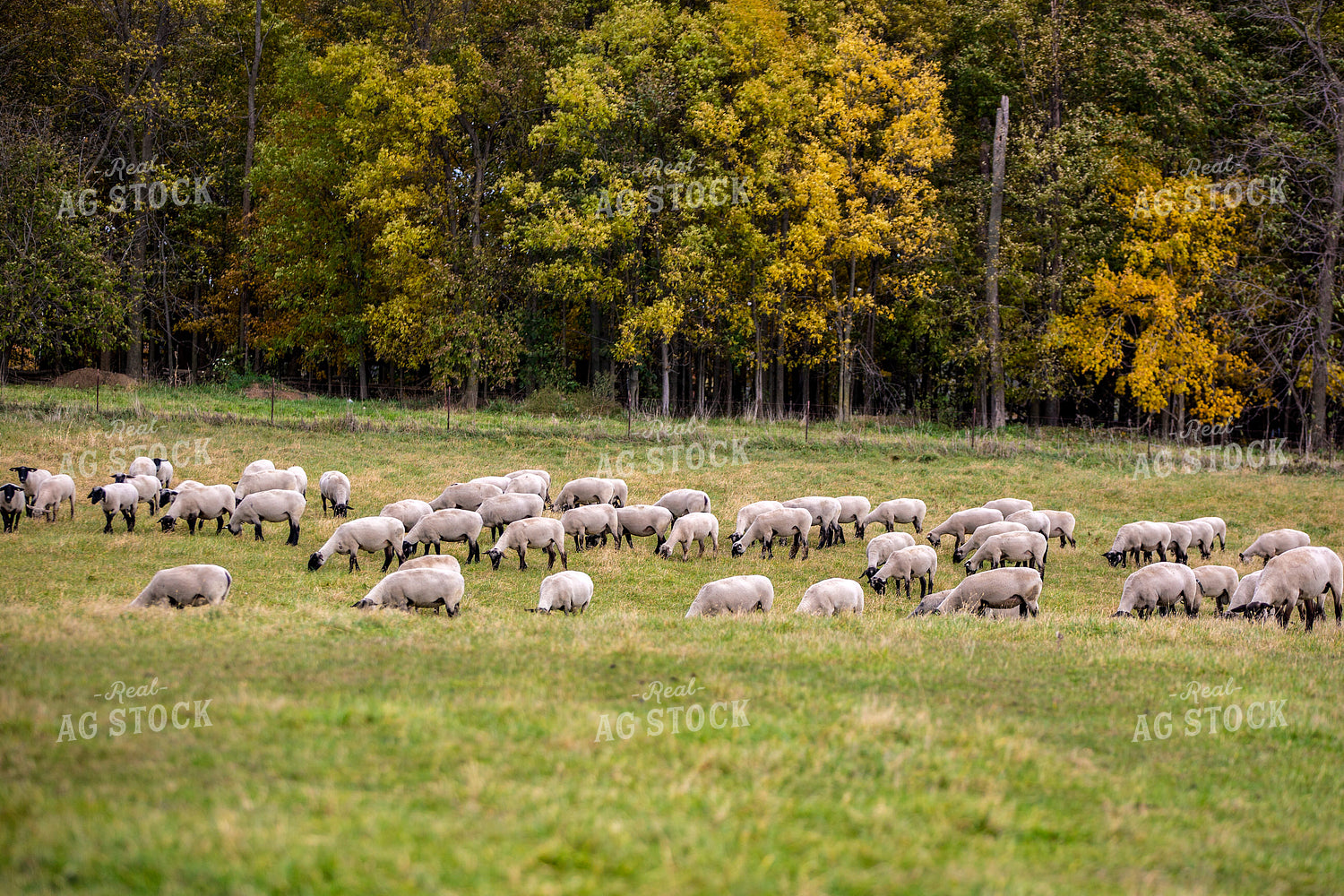 Sheep in Pasture 90072