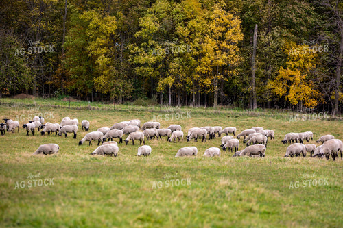 Sheep in Pasture 90072