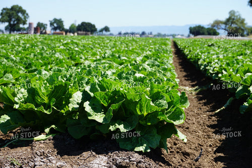 Lettuce Field 148013