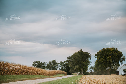 Rural Harvest Landscape 6691