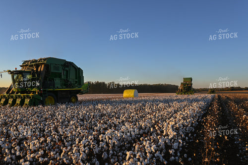 Cotton Harvest 149042