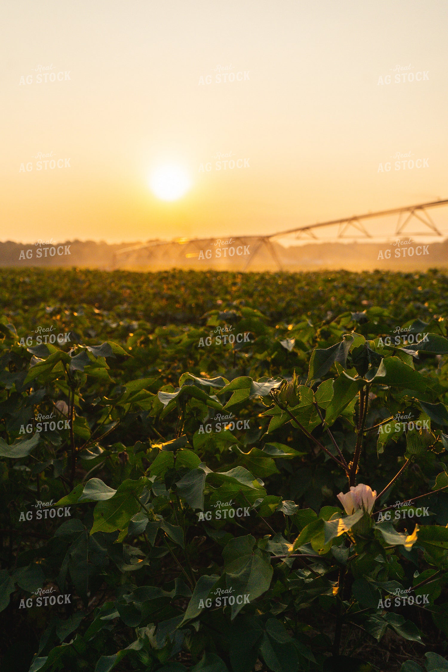 Irrigated Cotton Field 128038