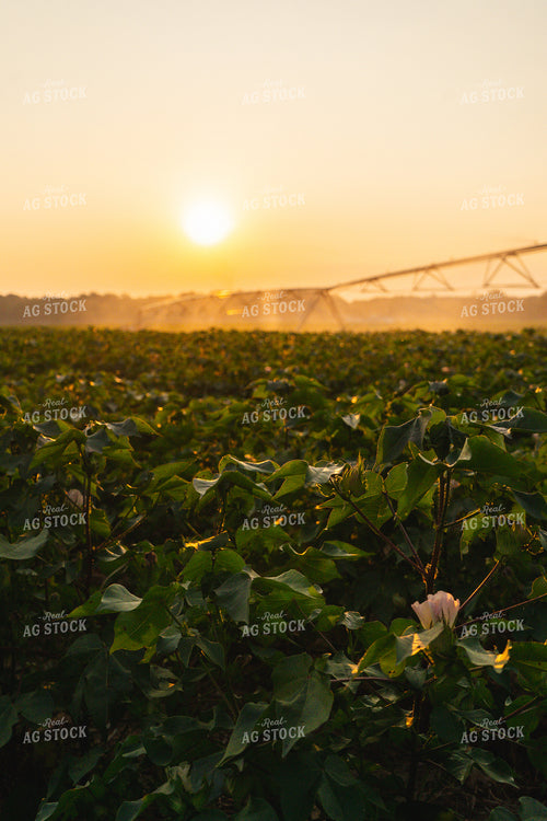Irrigated Cotton Field 128038