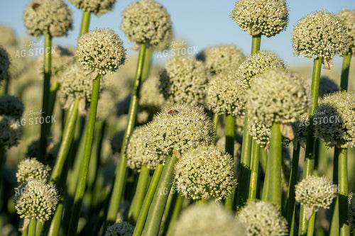 Onion Seeds with Bee 65816