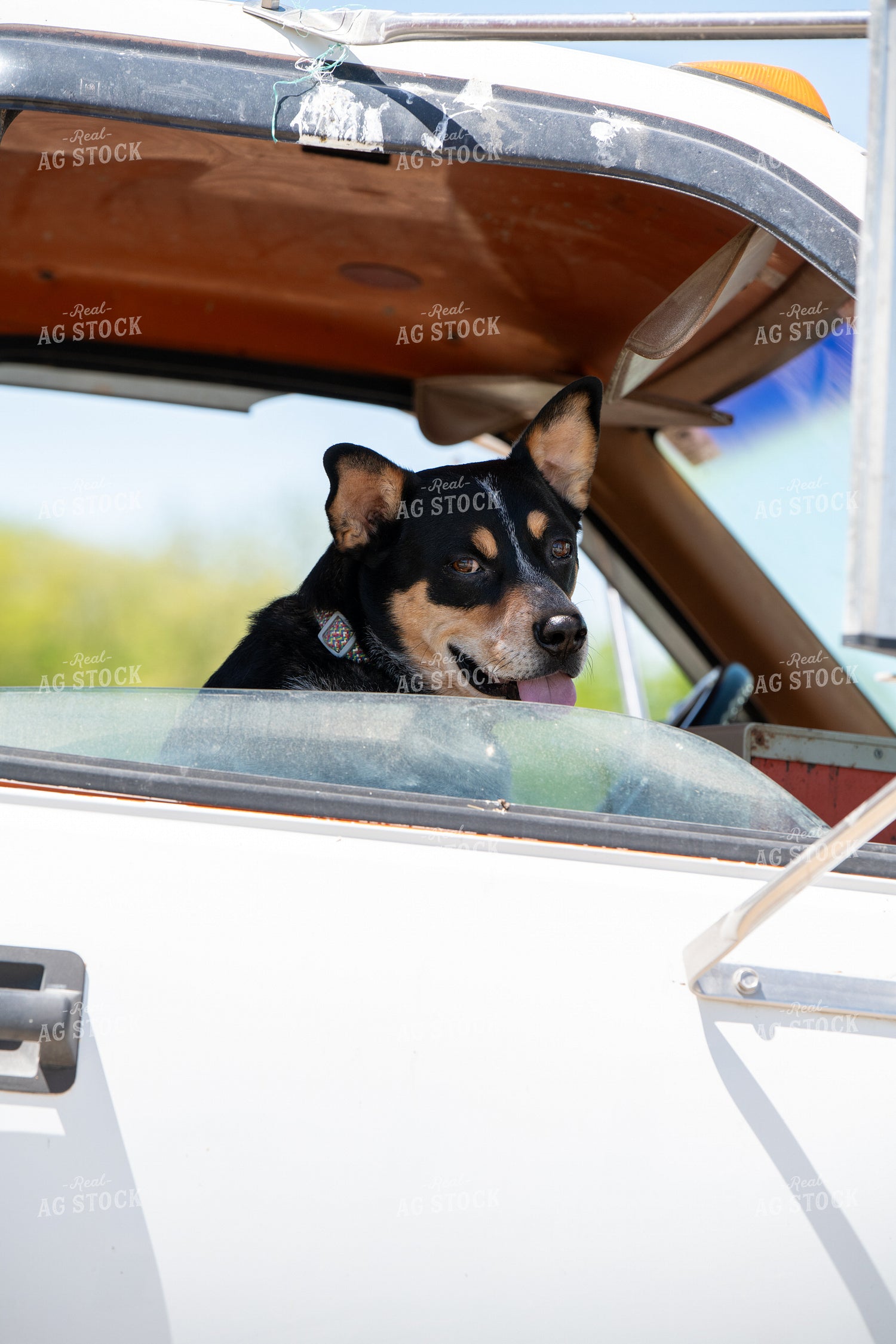 Dog in Feed Truck 193077
