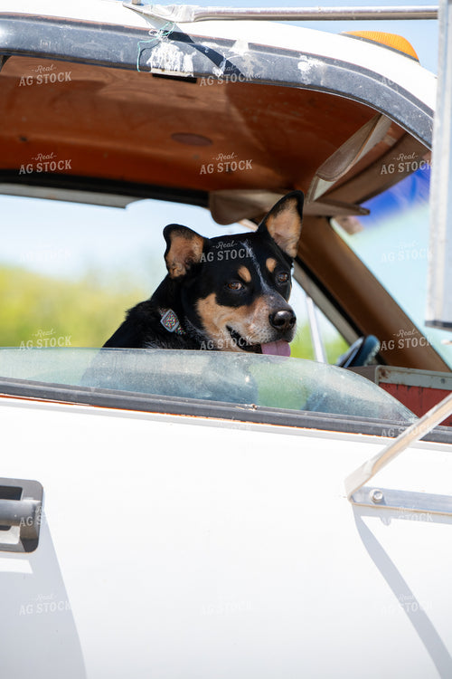 Dog in Feed Truck 193077