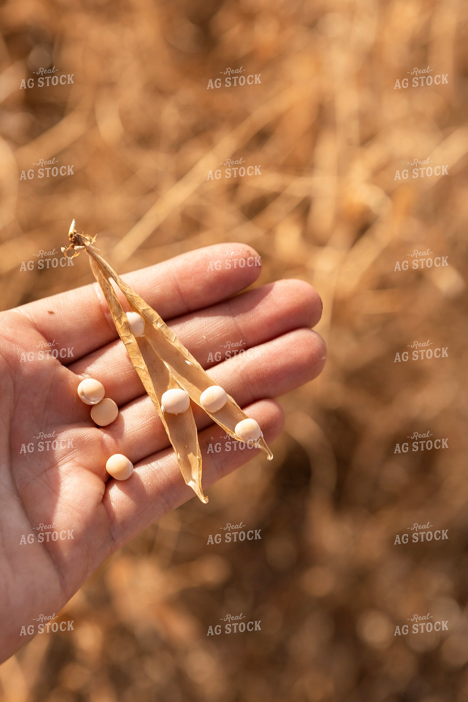 Farmer Holding Dried Pea Pod 187265