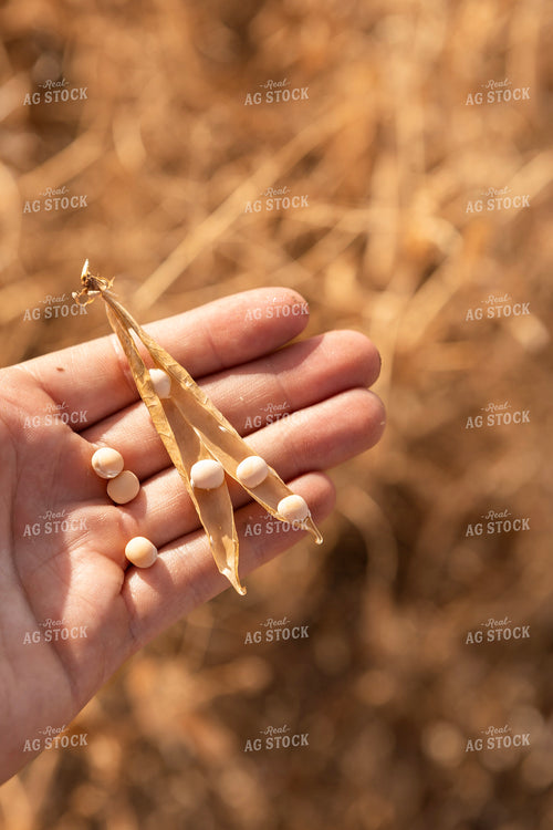 Farmer Holding Dried Pea Pod 187265