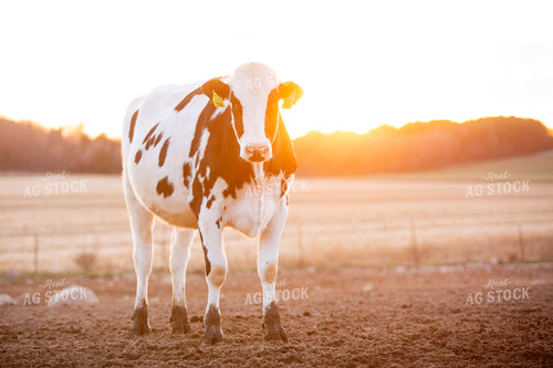 Holstein Cattle 55285