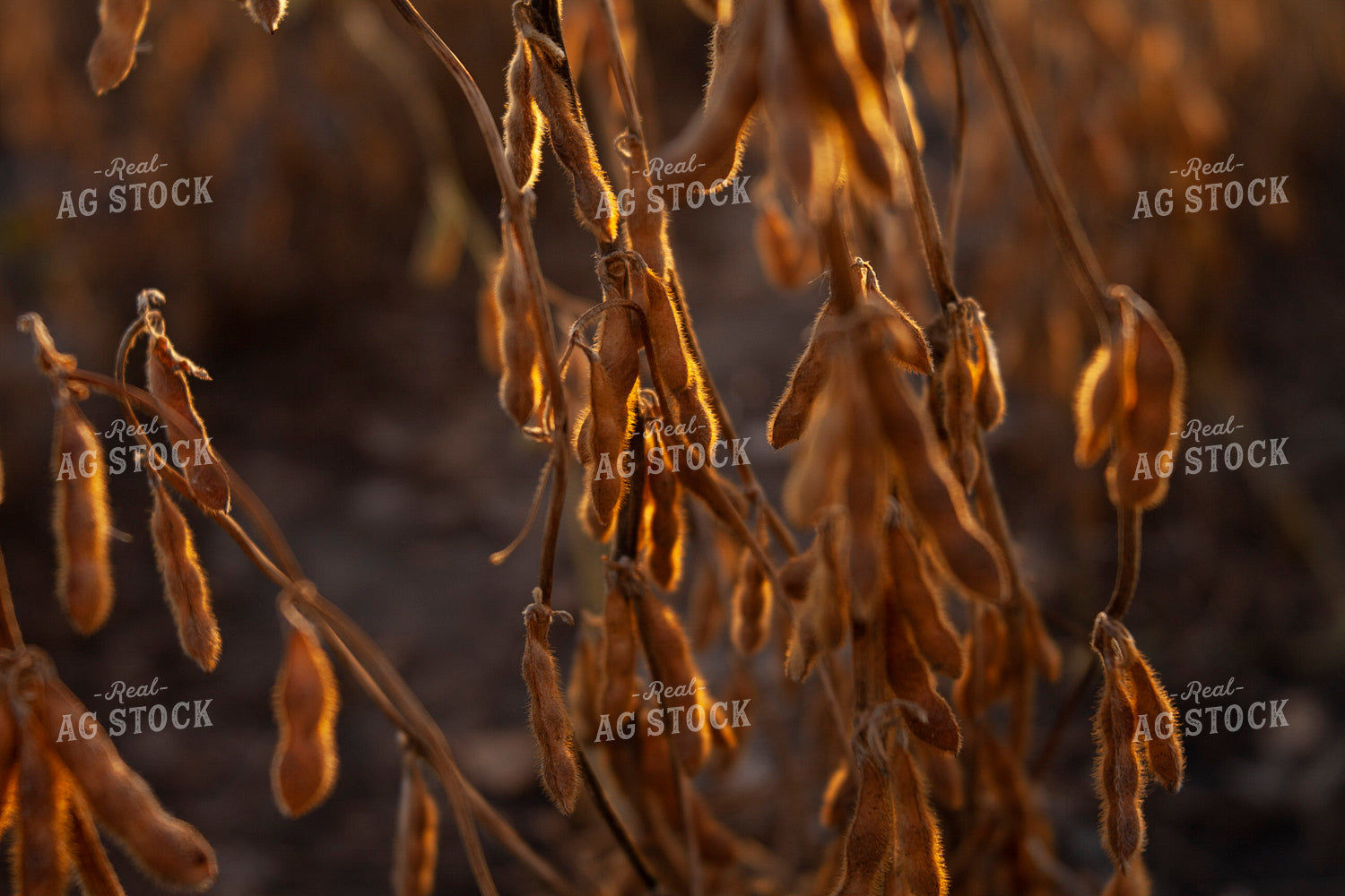 Soybeans - Dry 1588
