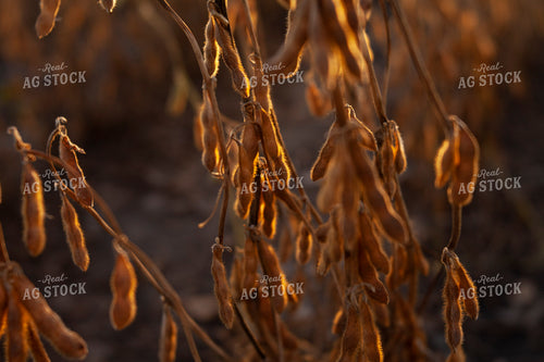 Soybeans - Dry 1588