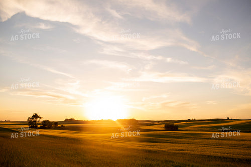 Wheat 2131