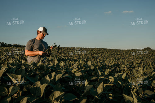 Farmer in Soybean Field Counting Pods 3171