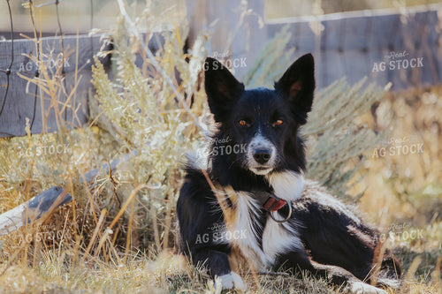 Ranch Dog 275003