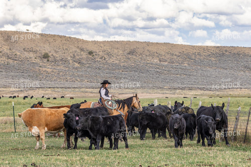 Cowgirl Herding Cattle 290004