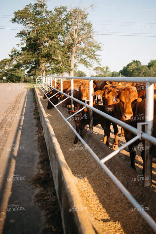 Angus Cattle Eating in Feedbunk 125336
