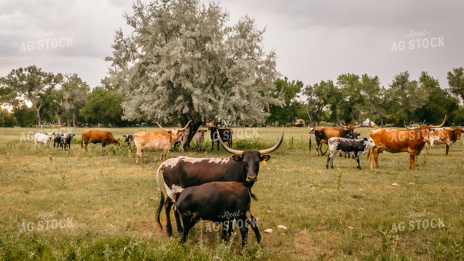 Longhorn Cattle in Pasture 56506