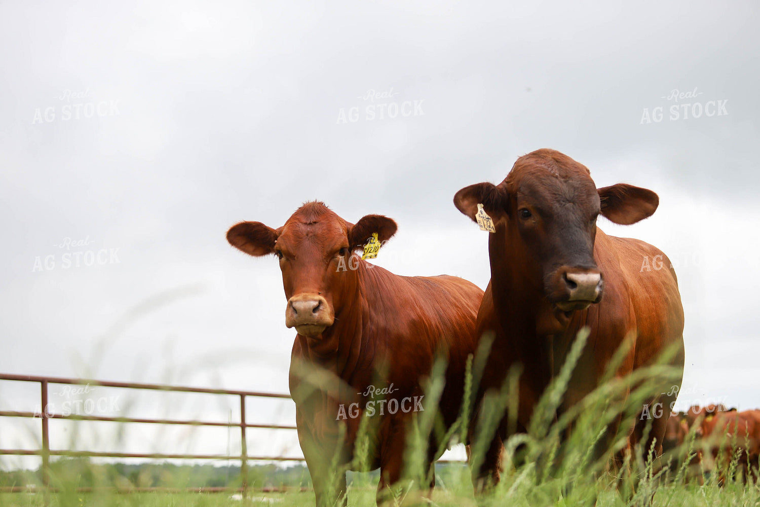 Cattle in Pasture 99019