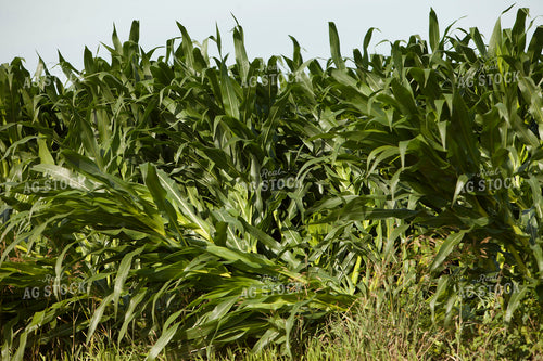 Corn - Mid-Season 1216