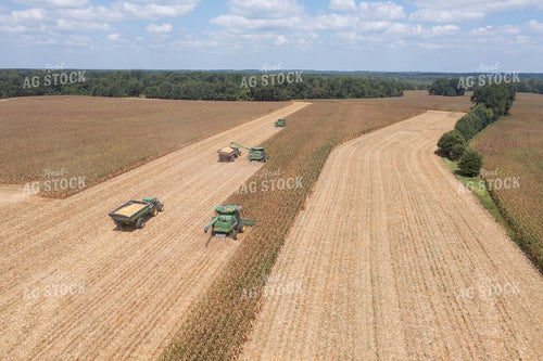 Corn Harvest 79731