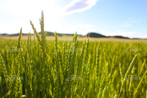 Green Willow Creek Winter Wheat 87024