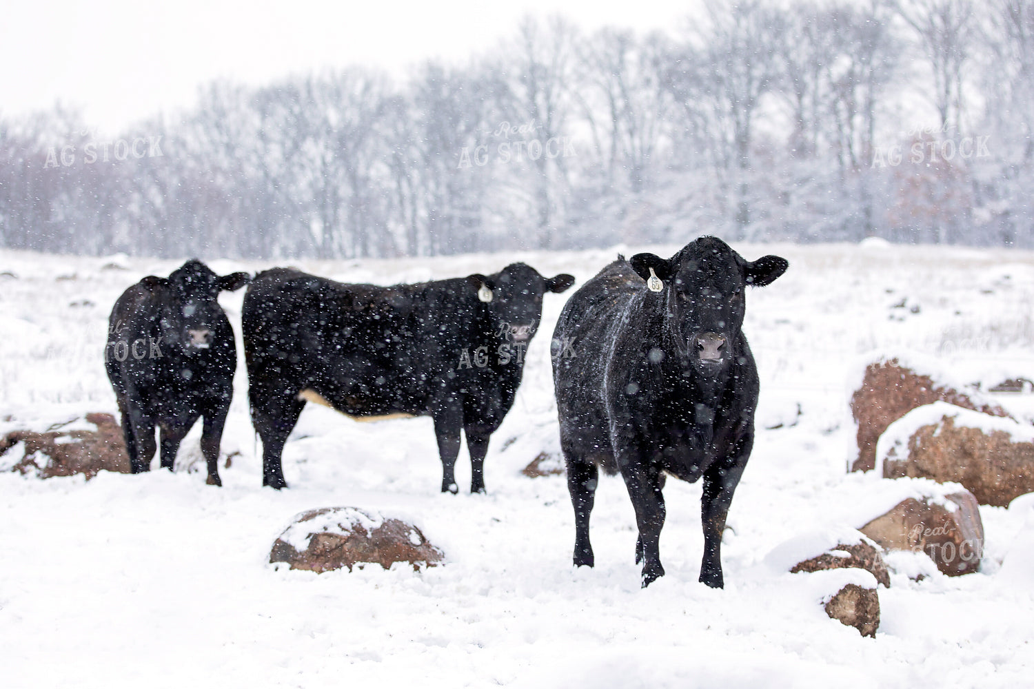 Black Angus Cattle in Snow 55407