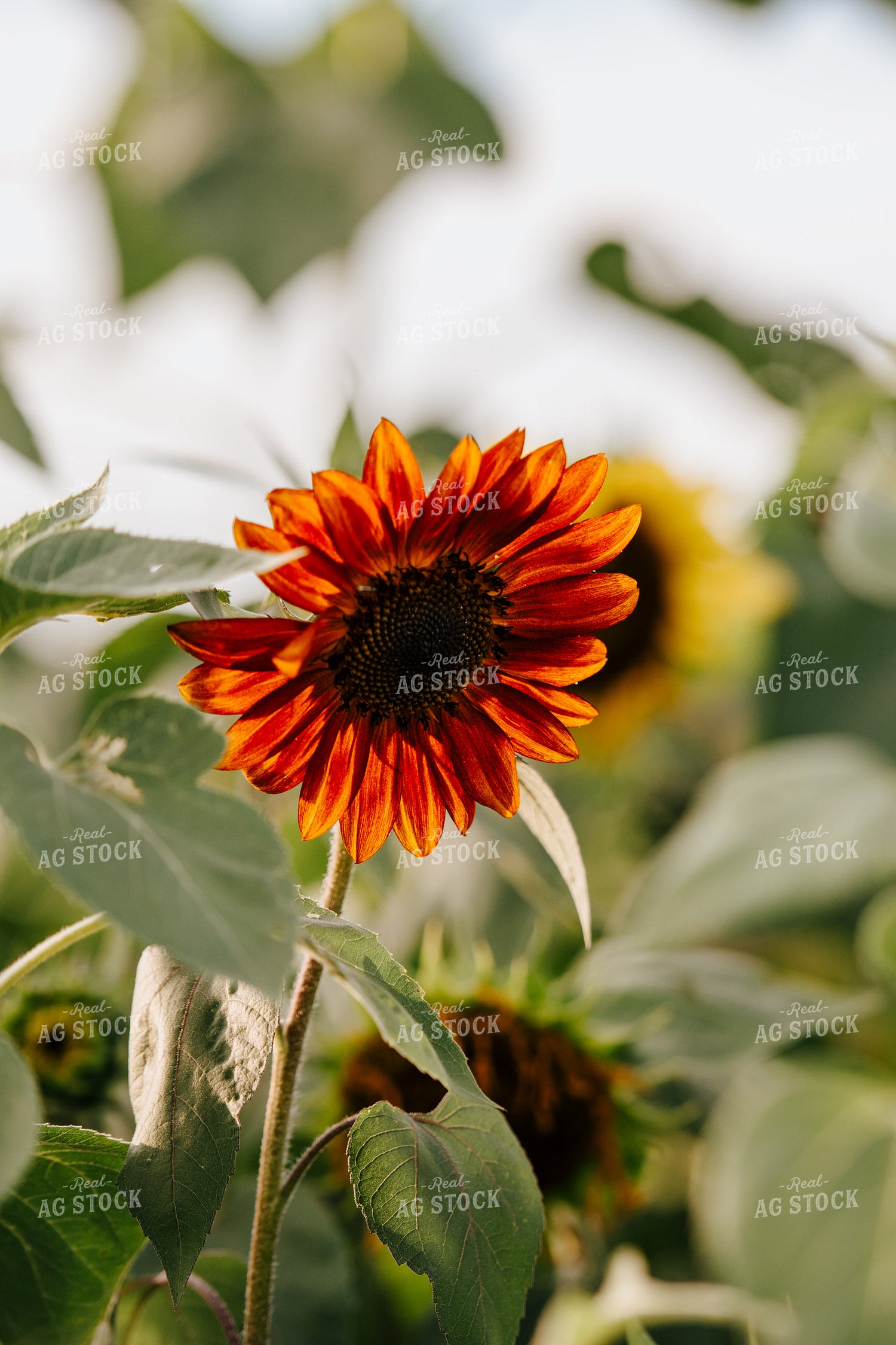 Sunflower Plant 68118