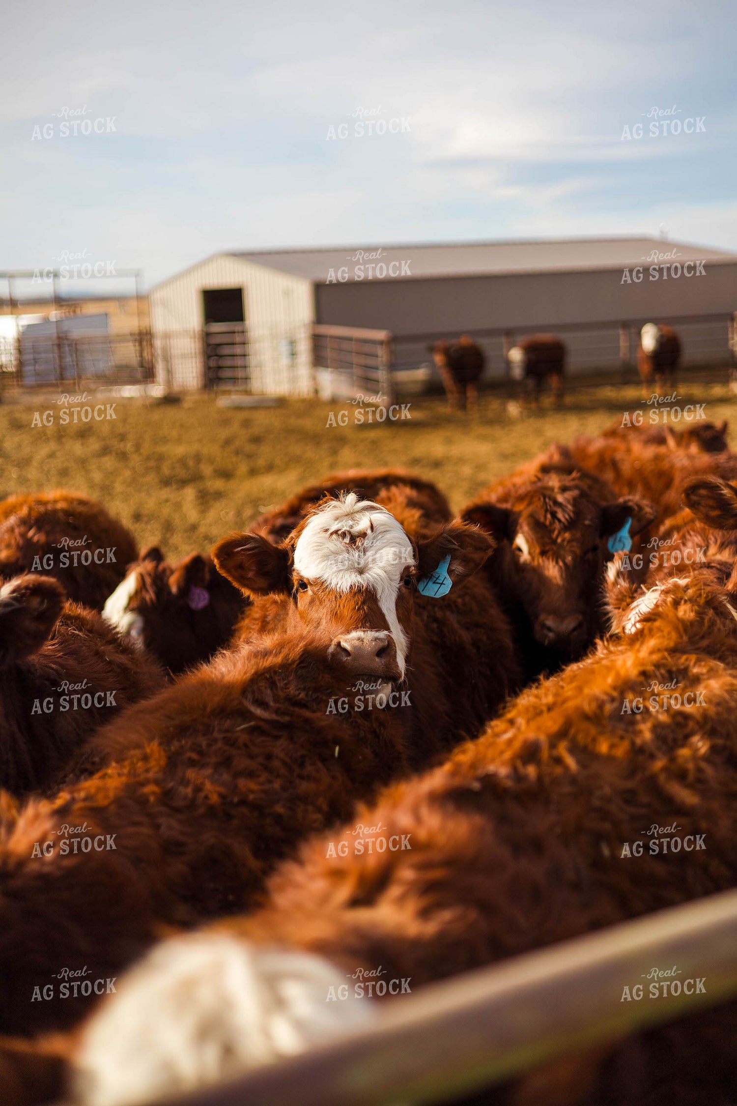 Cattle at Feed Bunk 97261