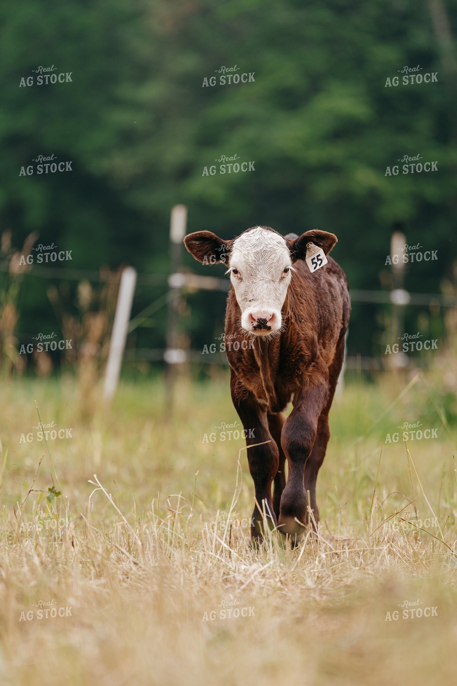 Black Baldy Calf on Pasture 68181