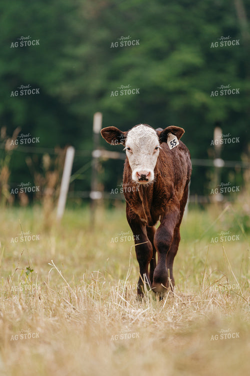 Black Baldy Calf on Pasture 68181