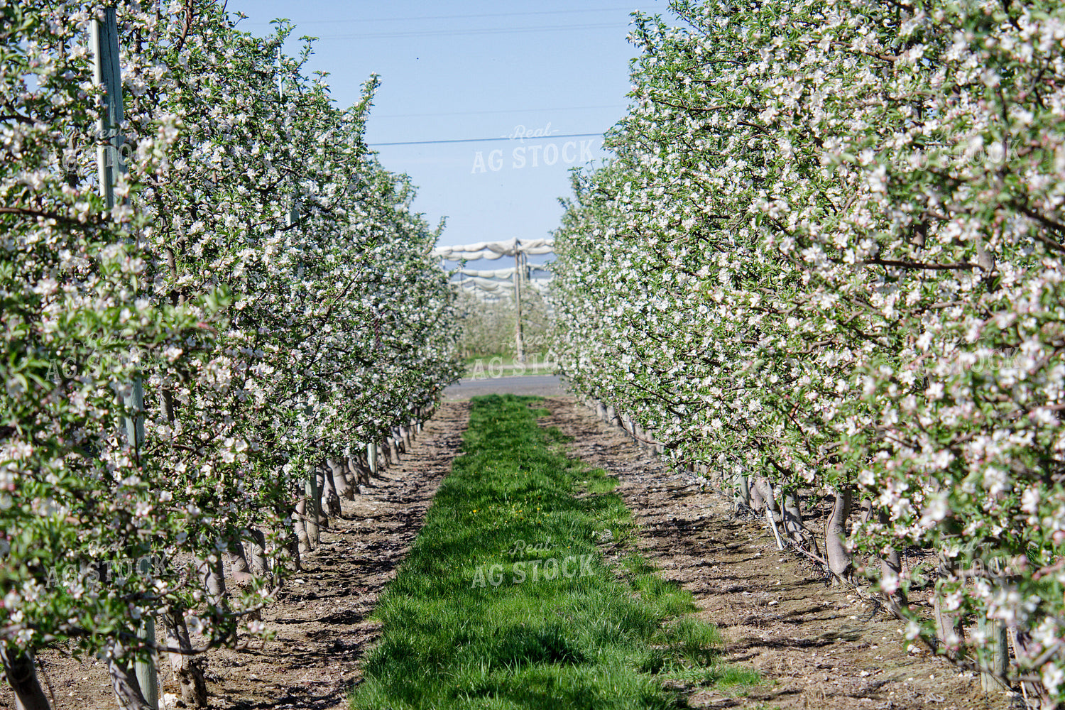 Apple Orchard 146081
