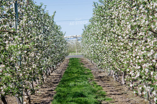 Apple Orchard 146081