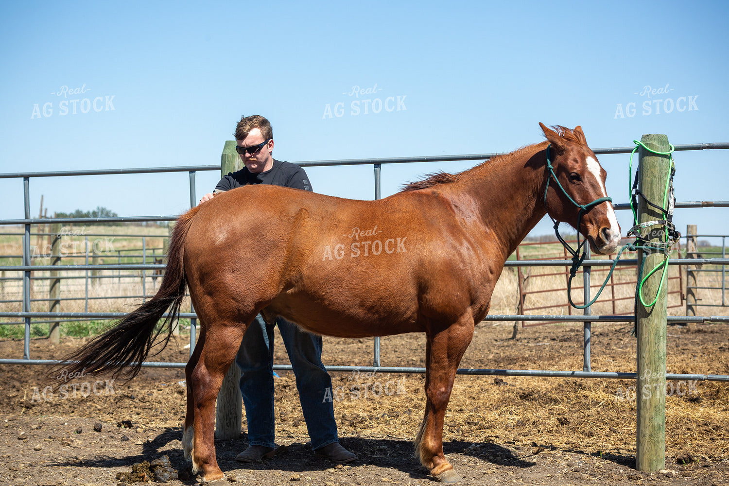 Farmer Grooming Horse 155599