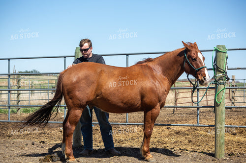 Farmer Grooming Horse 155599