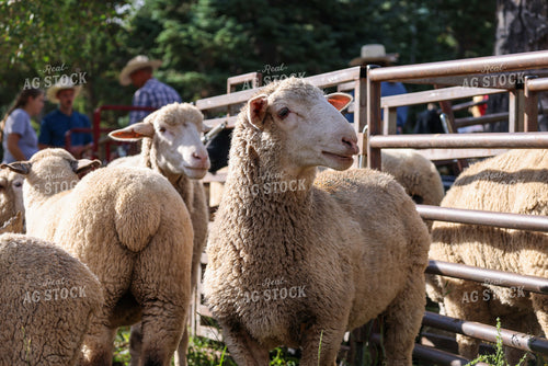 Sheep 261013