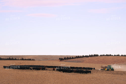 Feeding Out Hay to Cattle 82202