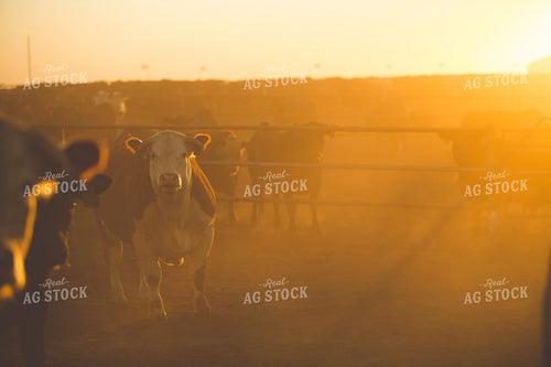 Feedyard Cattle at Sunrise 3807