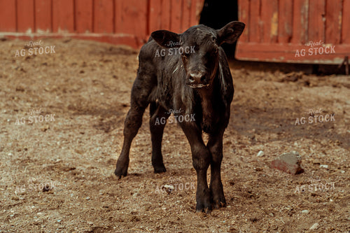 Angus Calves with Red Barn 58147