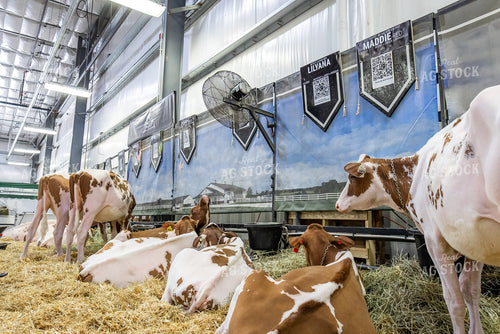 Show Cattle at Expo 270081