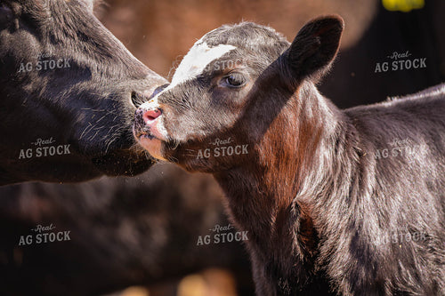 Black Baldy Cow Calf Pair 160017