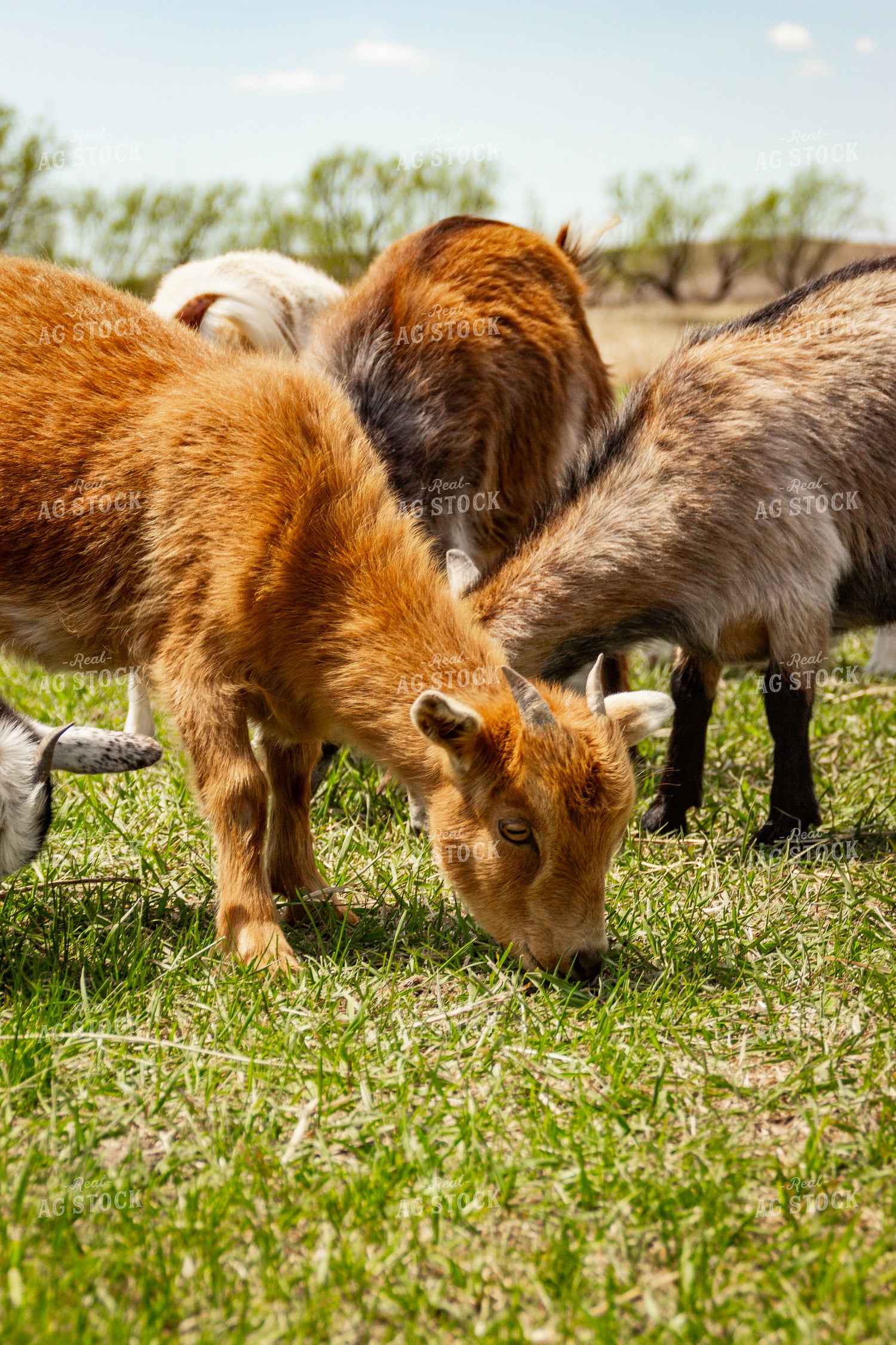 Nigerian Dwarf Goat 155187