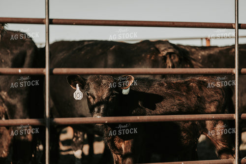 Black Angus Calf 298001