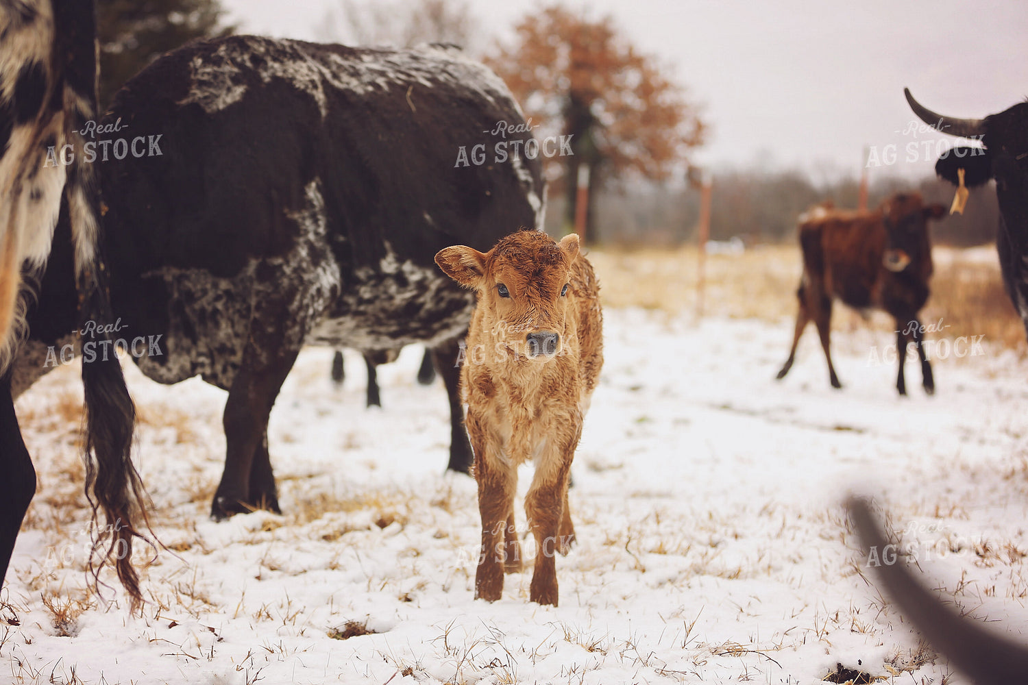 Calf in Pasture 127040
