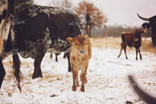 Calf in Pasture 127040