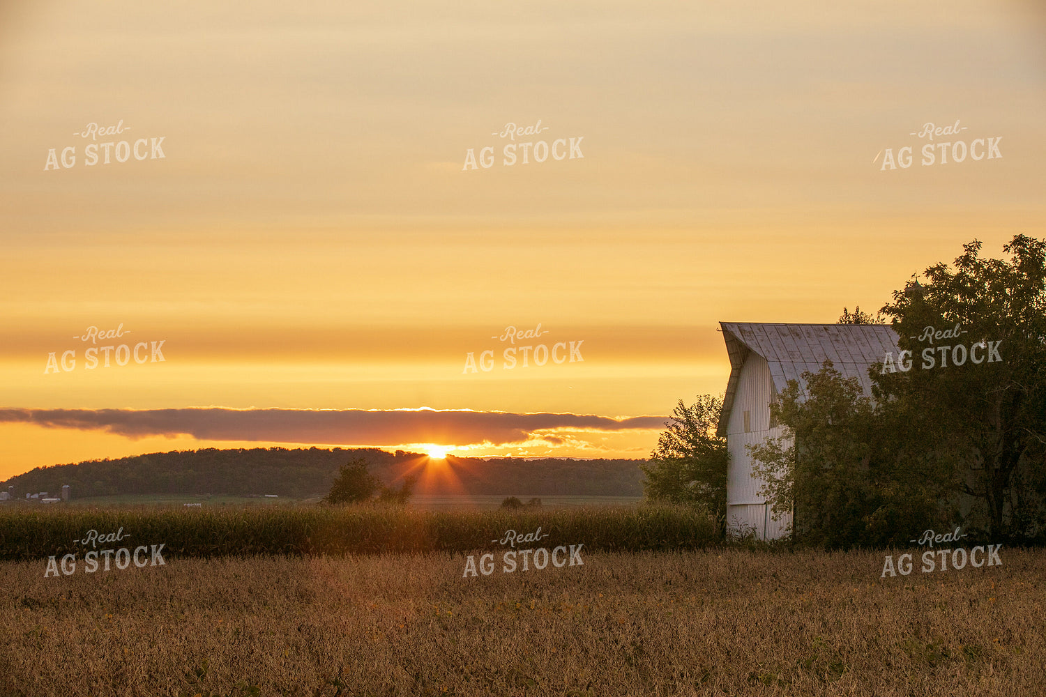 Scenic Sunset over Dried Soybean Field 145034