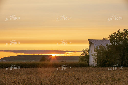 Scenic Sunset over Dried Soybean Field 145034
