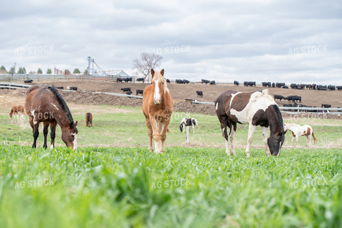 Horses on Feedlot 193038