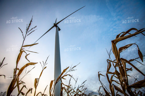 Corn Below Wind Turbine 250100