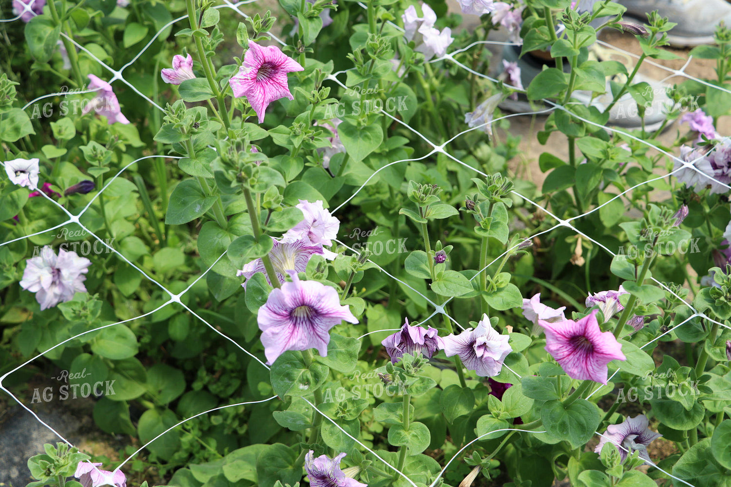 Flower Farm 201009